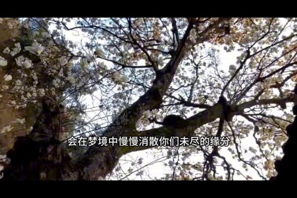 梦见前夫主动示好