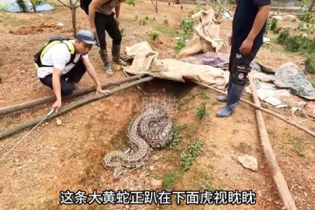 梦到大黄蛇预示着什么意思
