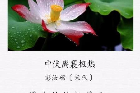 描写大暑的4句诗句 有关大暑节气四句古诗大全