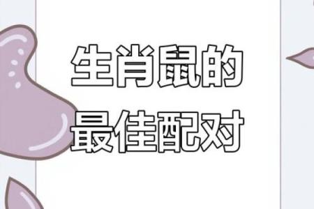 属鼠和属牛的财运怎么样(属鼠和属猪的合不合财运)