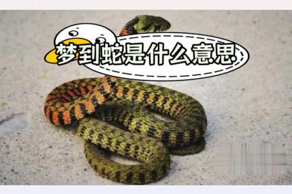 梦见好多大蛇是什么预兆男人