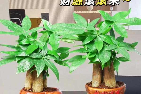 四季常青财运旺打一准确生肖 四季常青财是什么生肖