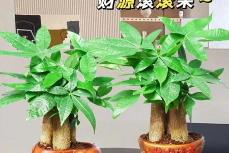 四季常青财运旺打一准确生肖 四季常青财是什么生肖