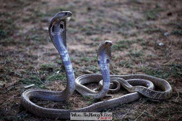 梦见打死蛇周公解梦