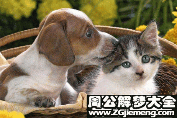 梦到被猫追是什么意思