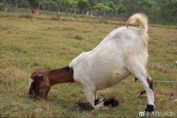 满腔热血打一最佳动物