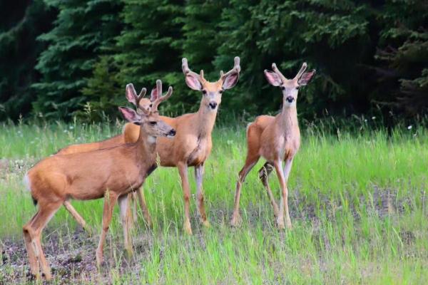 林深见鹿打一生肖