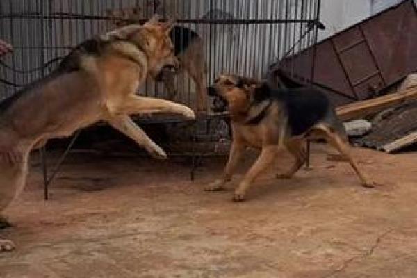 花拳绣腿最佳答案什么动物 花拳绣腿形容什么动物