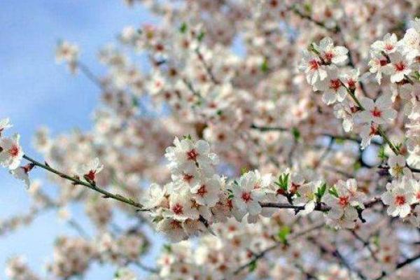 满面春风打一准确生肖 满面春风打一生肖最佳答案