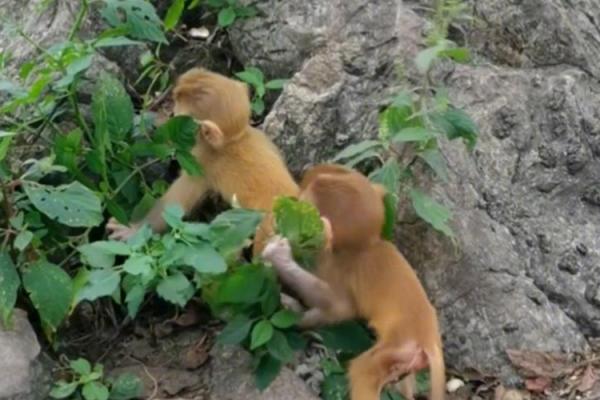 青梅竹马两无猜打一个生肖