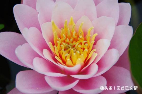 望穿秋水是什么生肖动物