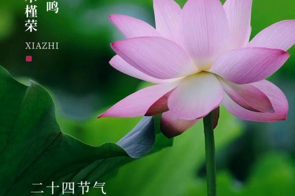 夏至是入伏的头一天吗 夏至节气吃什么