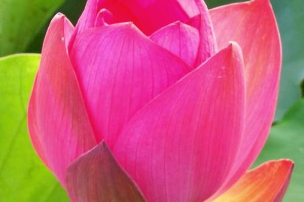 赏花分明铁无私打一最佳生肖