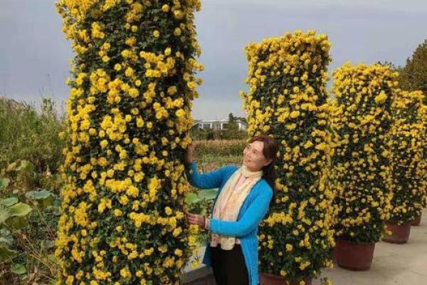 满山花果红似锦指什么生肖