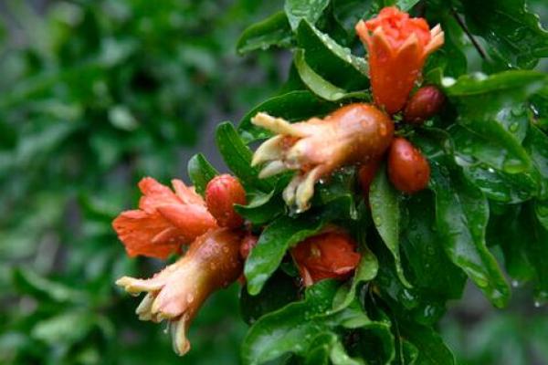 满山花果红似锦指什么生肖