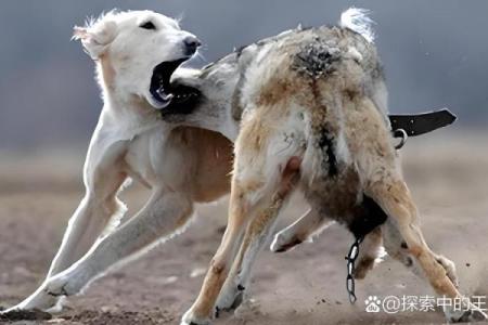 梦见自己被狼追着咬是什么意思