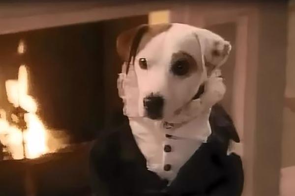 苦不堪言打一动物