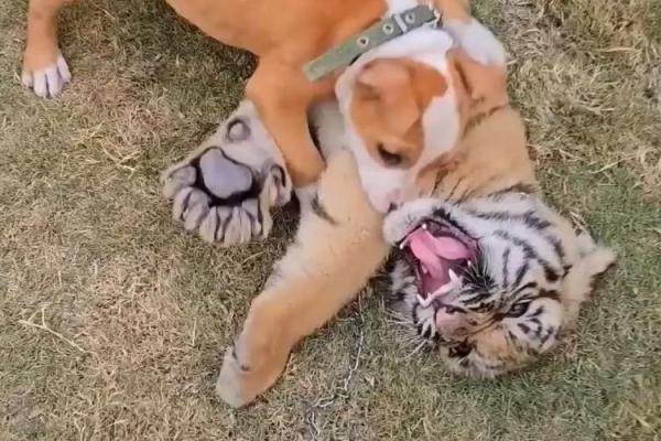 虎落平阳被犬欺打一生肖