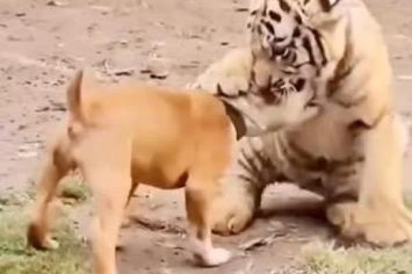 虎落平阳被犬欺打一生肖