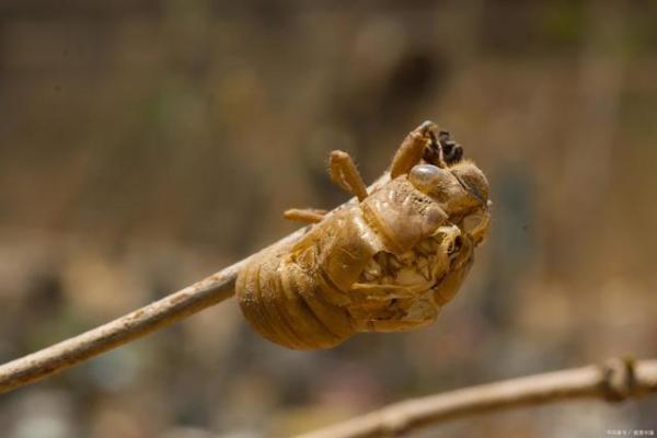 金蝉脱壳打一个正确生肖