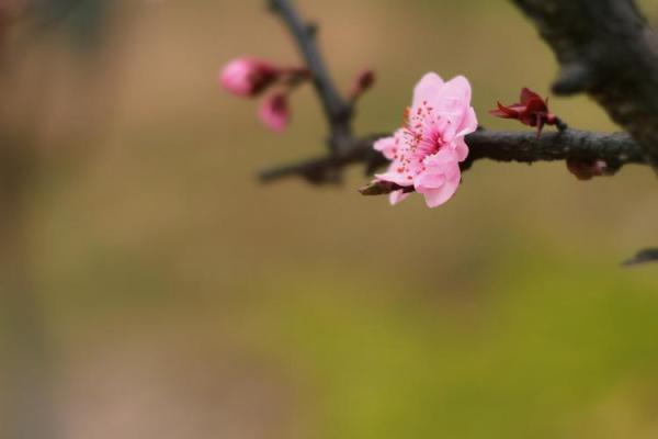 粉面含春打一精准生肖
