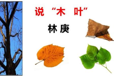万木叶中苦最多是指什么生肖