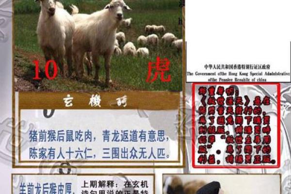 出乖露丑指什么生肖