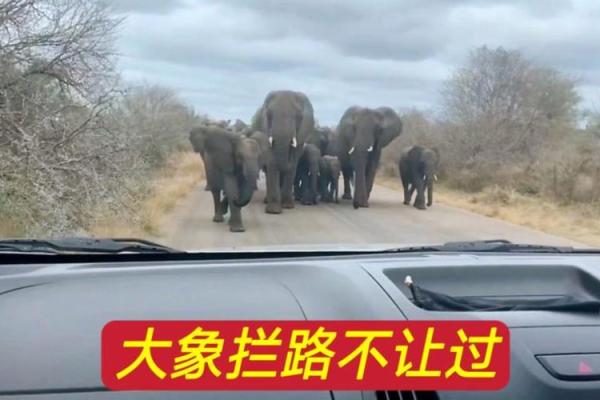 梦到被大象追
