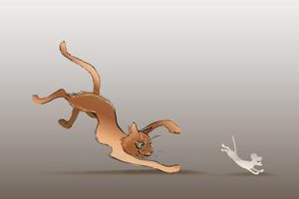 梦见猫追老鼠