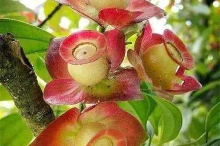 奇花异果是什么生肖