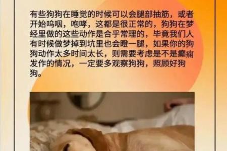 梦见狗追着我是什么意思周公解梦