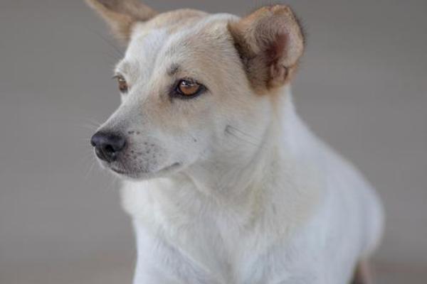 2026年1月生肖狗水瓶座求财投资项目吉日：风险偏好与吉日