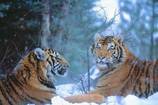 2025年11月纳财平日吉日选择:生肖虎双子座运势分析 2025年11月纳财平日吉日选择:生肖虎双子座运势分析