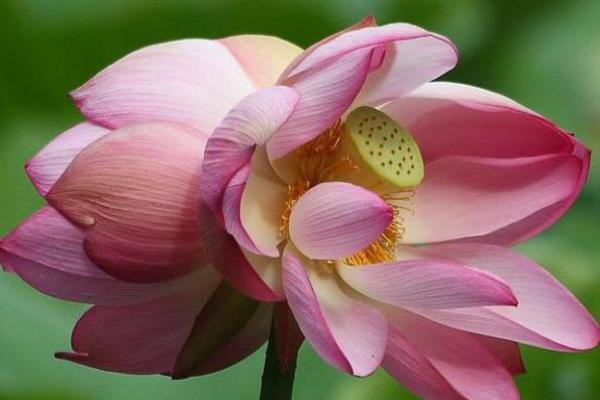 2026年桃花运测试:你今年能脱单吗? 2026年桃花运测试:你今年能脱单吗?