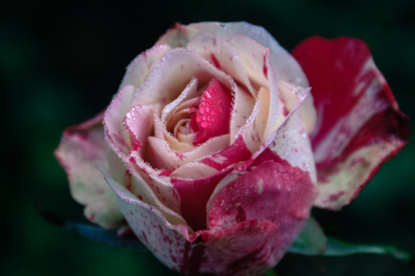 2026年桃花运测试:你今年能脱单吗? 2026年桃花运测试:你今年能脱单吗?