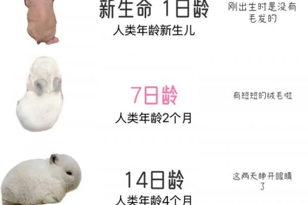 属兔最忌讳几月出生