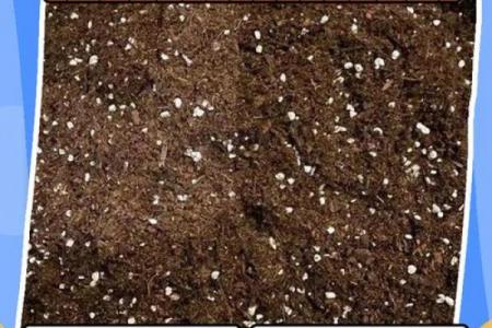 立秋后下雨出来的虫子叫什么名字 雨后出现的庭院爬虫防治