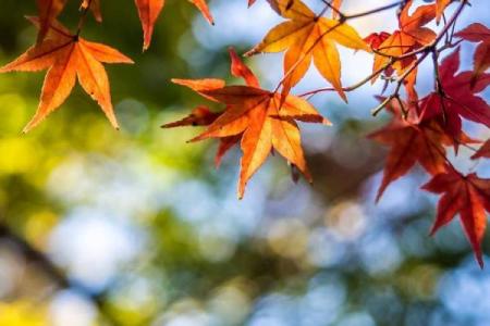 早立秋和晚立秋的区别 立秋早晚对农事影响