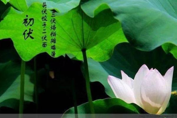 二伏是几月几号2023年 今年二伏从哪天开始算