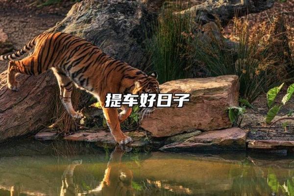 独家专访:2025年十月提车黄道吉日大全,如何挑选适合新车上路的好日子 独家专访:2025年十月提车黄道吉日大全,如何挑选适合新车上路的好日子